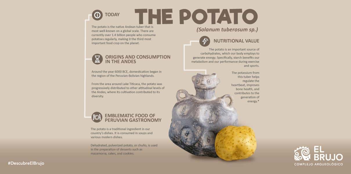 nutritional and medicinal properties nutritional and medicinal properties